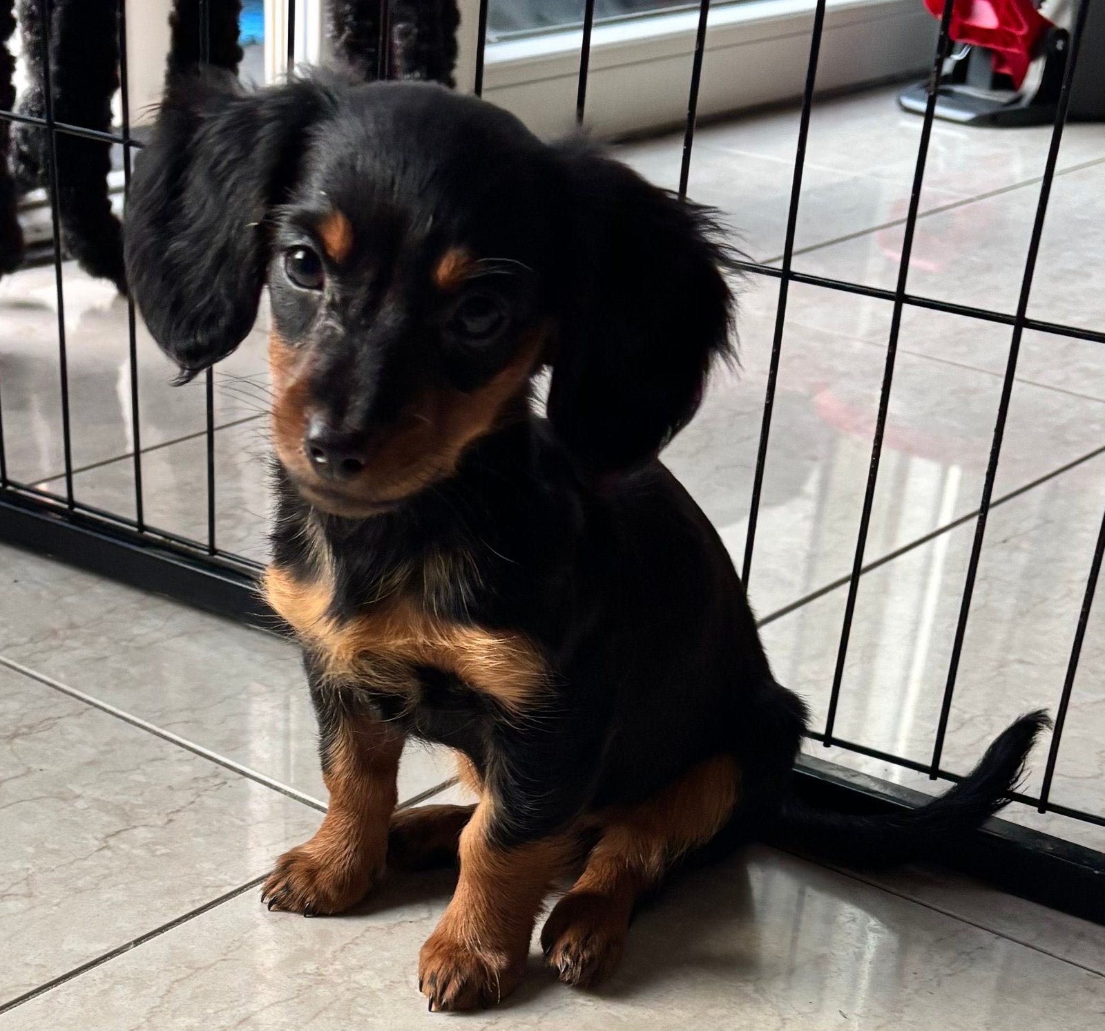Teckel pups langhaar, Dieren en Toebehoren, Honden | Teckels en Dashonden, Parvo, 8 tot 15 weken, Dwerg, Langhaar