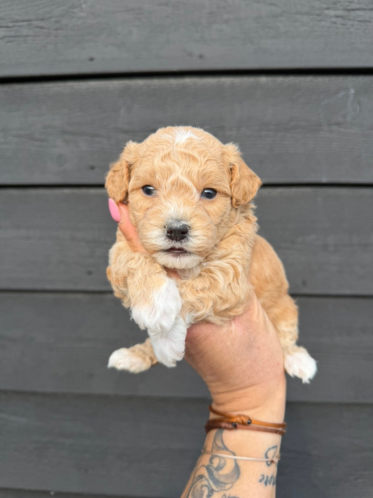 Maltipoo pups, maltezer x toy poedel, Parvo, Nederland, Overige rassen, 8 tot 15 weken