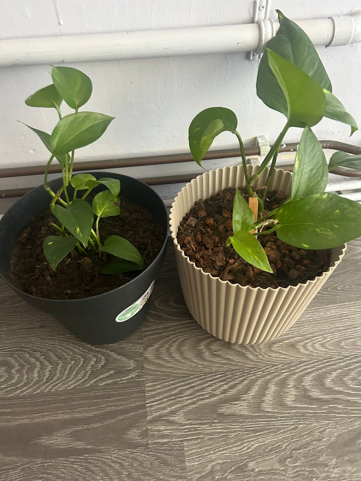 Epipremnum aureum, Ophalen, Halfschaduw, Minder dan 100 cm