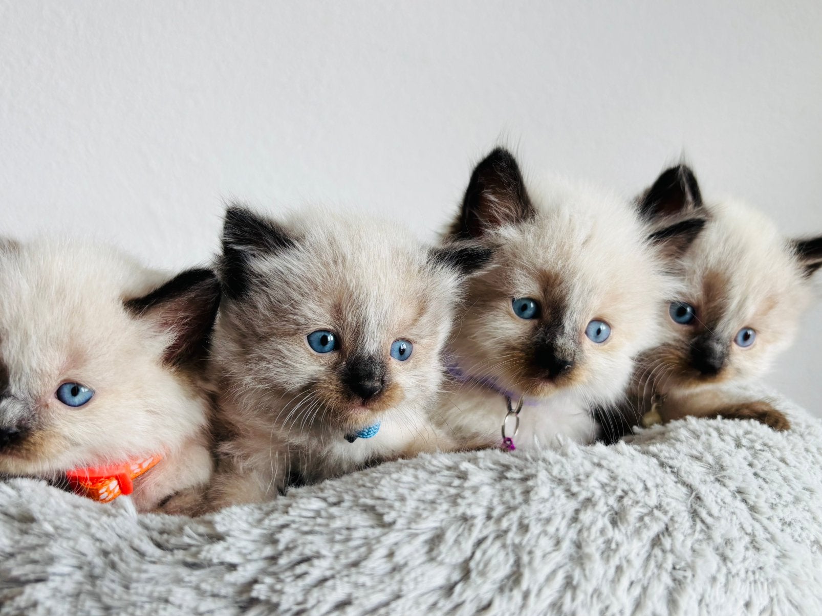 Ragdoll Kittens, Meerdere dieren, 0 tot 2 jaar
