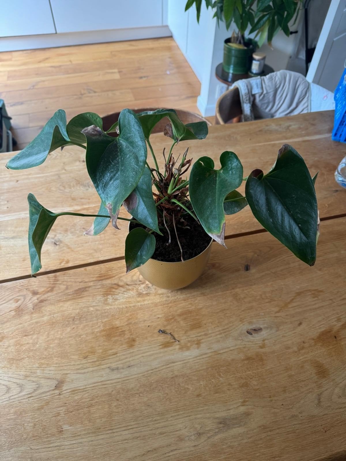 Anthurium plant in pot, Ophalen, Overige soorten, Halfschaduw, In pot