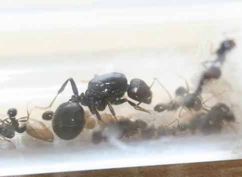 Messor Barbarus, Spin of Schorpioen