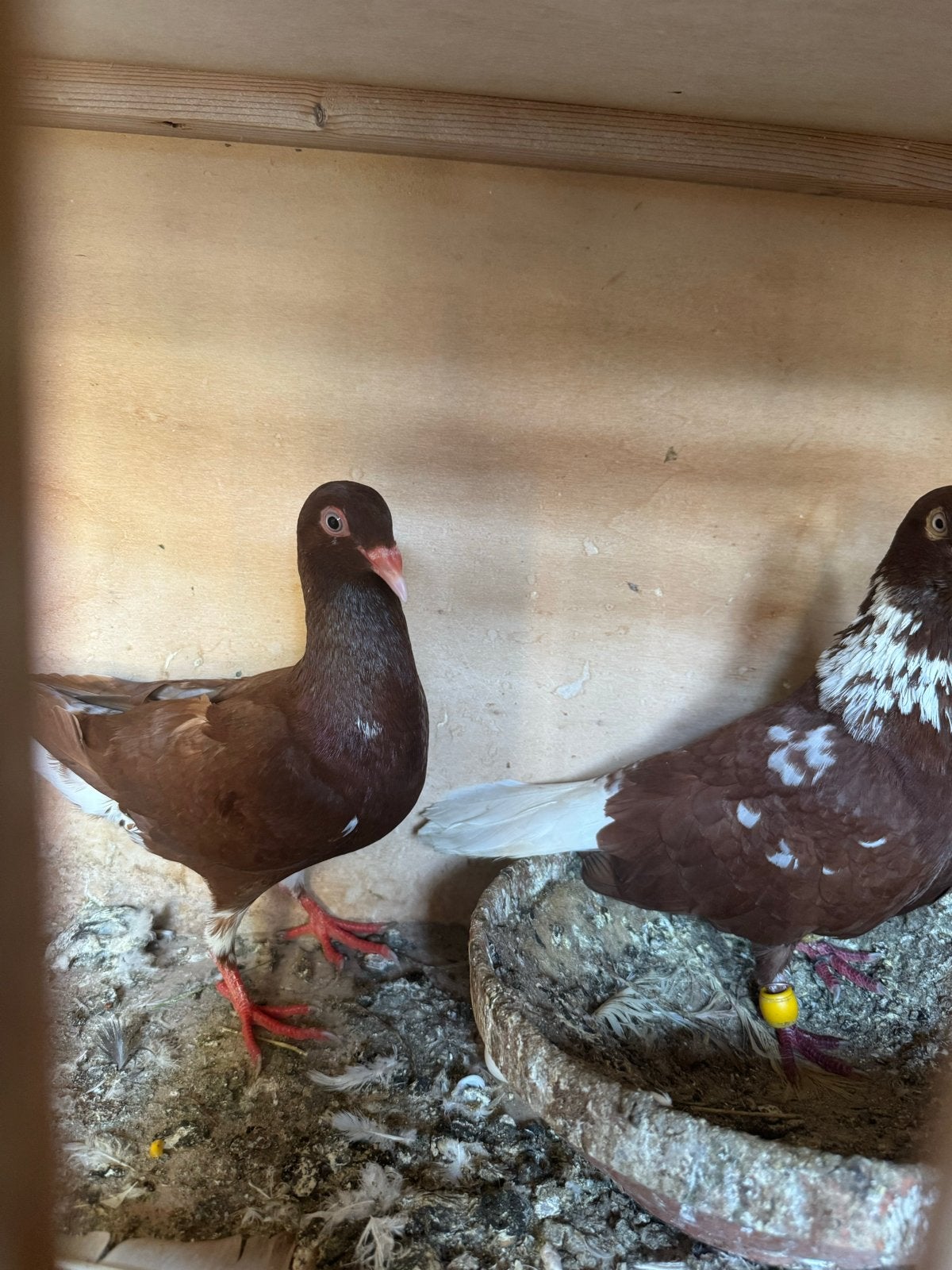Een paar sierduiven, Meerdere dieren, Overige soorten