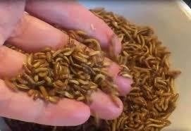Te koop goede mooie levende buffalowormen, Dieren en Toebehoren, Ophalen, Nieuw, Info@birdtrade.nl, Birdtrade