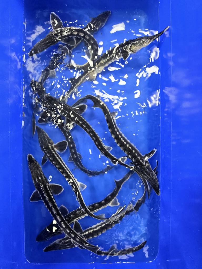 Stellatus Steur 35-40cm, Dieren en Toebehoren, Vissen | Vijvervissen, Steur
