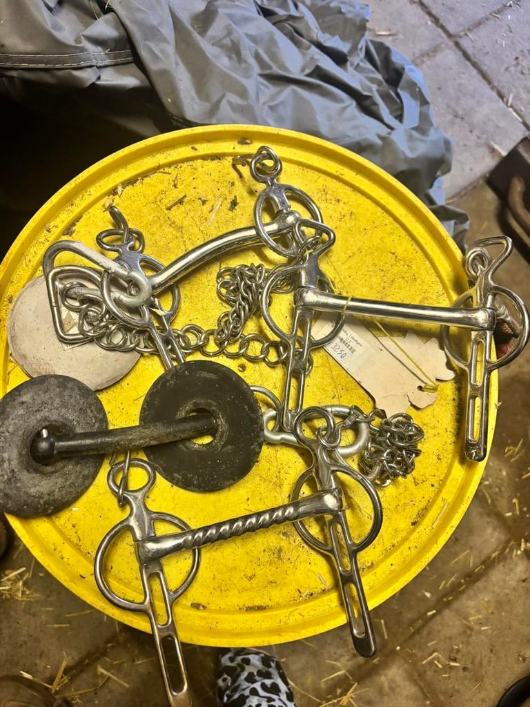 Bitten te koop, Dieren en Toebehoren, Ophalen of Verzenden, Zo goed als nieuw, Overige soorten