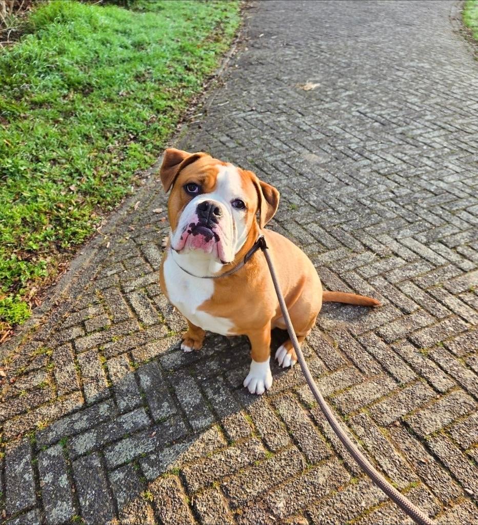 Old English Bulldog Walter, Dieren en Toebehoren, Honden | Bulldogs, Pinschers en Molossers, 15 weken tot 1 jaar, Reu, Bulldog