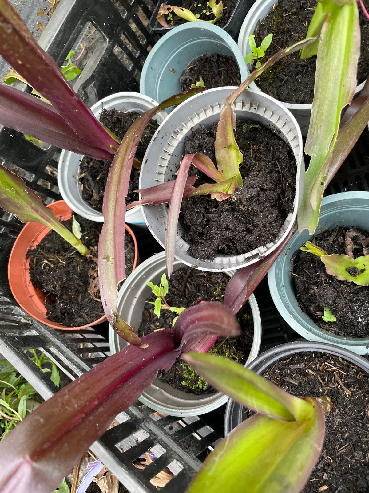 Zaailingen Eucomis Comosa 'Reuben' - Ananasplant, Overige soorten, Volle zon, Vaste plant, Ophalen of Verzenden