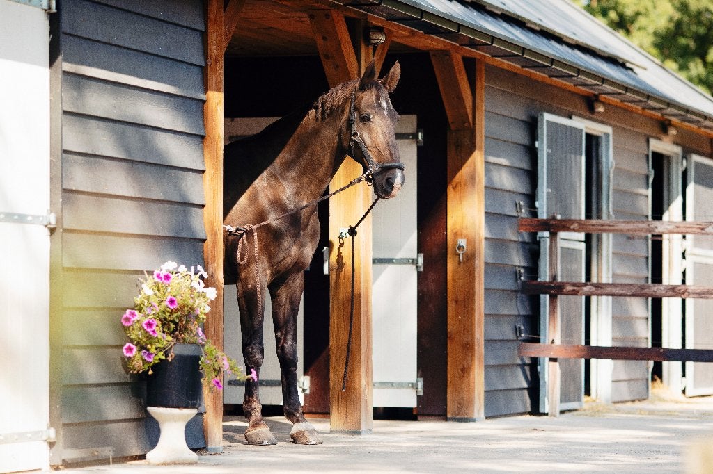 Stalling voor 1 merrie, Dieren en Toebehoren, Stalling en Weidegang, Weidegang, 1 paard of pony