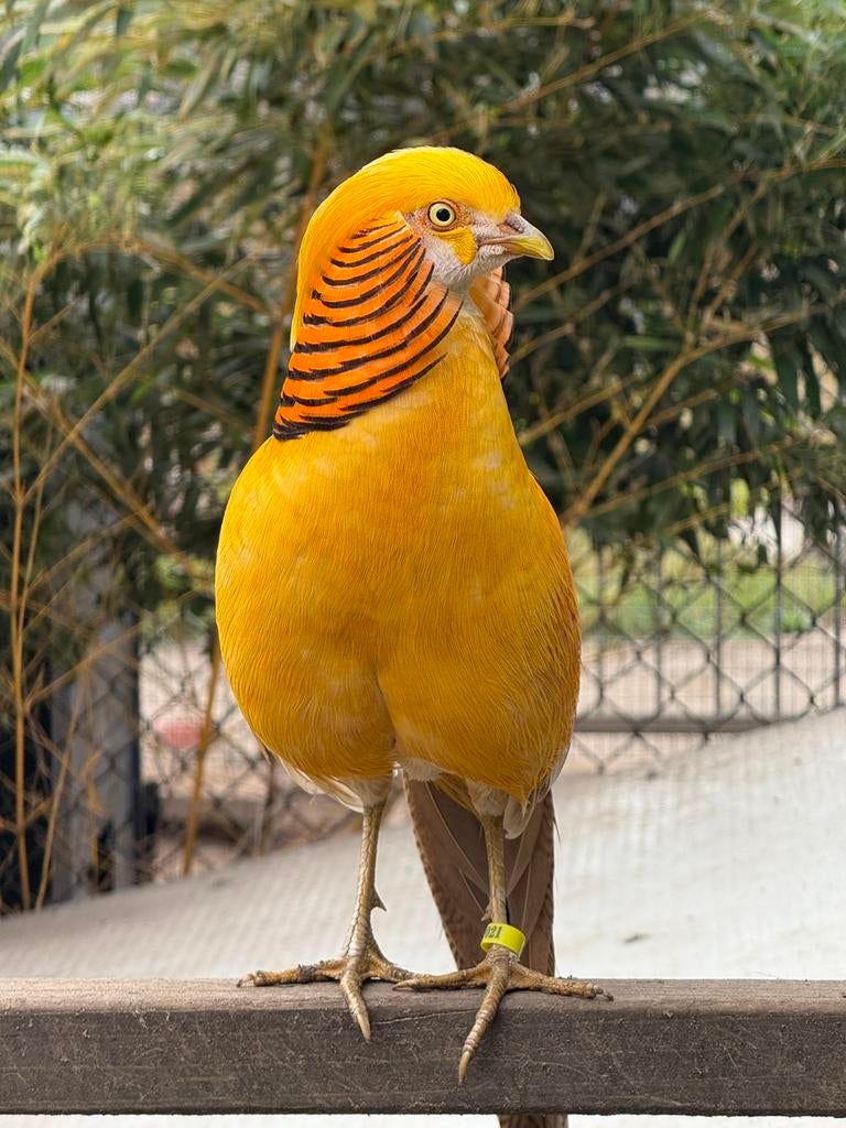 Broedeitjes Kraagfazanten Laatste, Dieren en Toebehoren, Pluimvee, Mannelijk, Kip