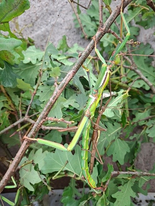 Volwassen paartjes PSG 260 (Diapherodes gigantea), Wandelende tak