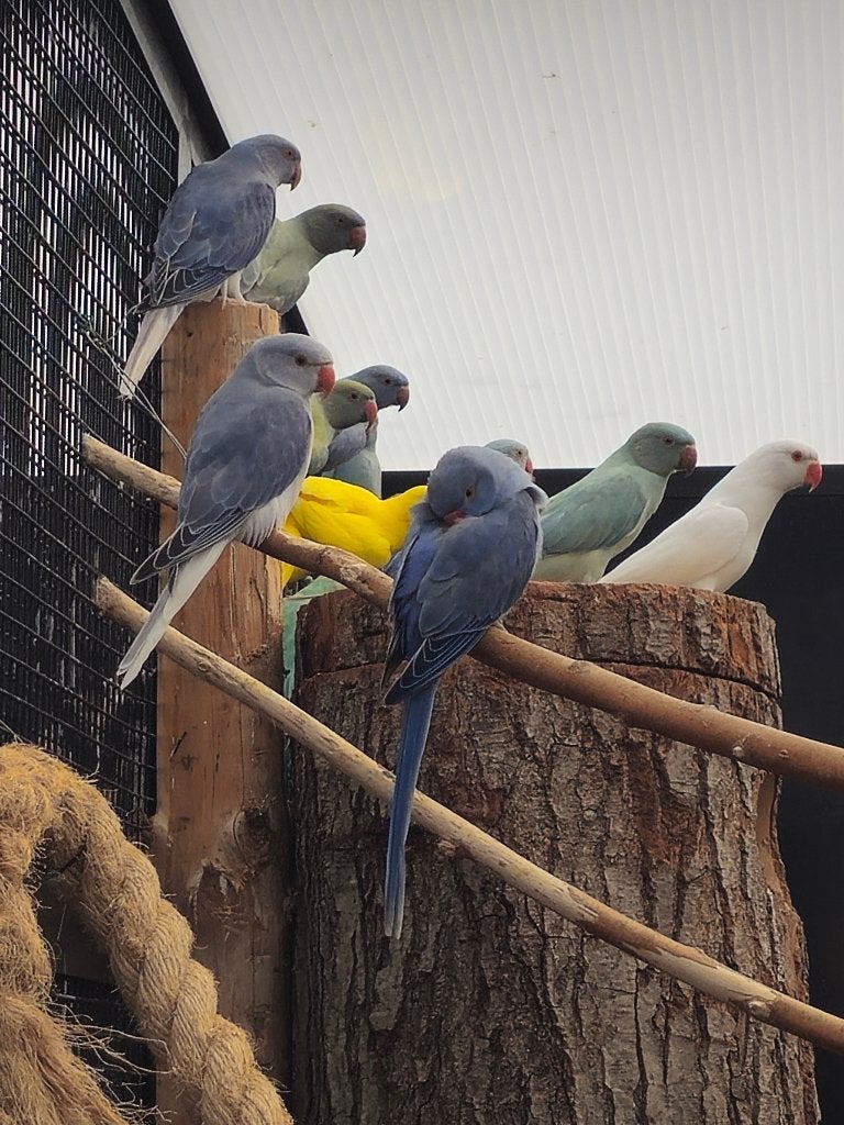Diverse jonge Halsbandparkieten | 2026 | Met DNA, Dieren en Toebehoren, Meerdere dieren, Parkiet, Geringd