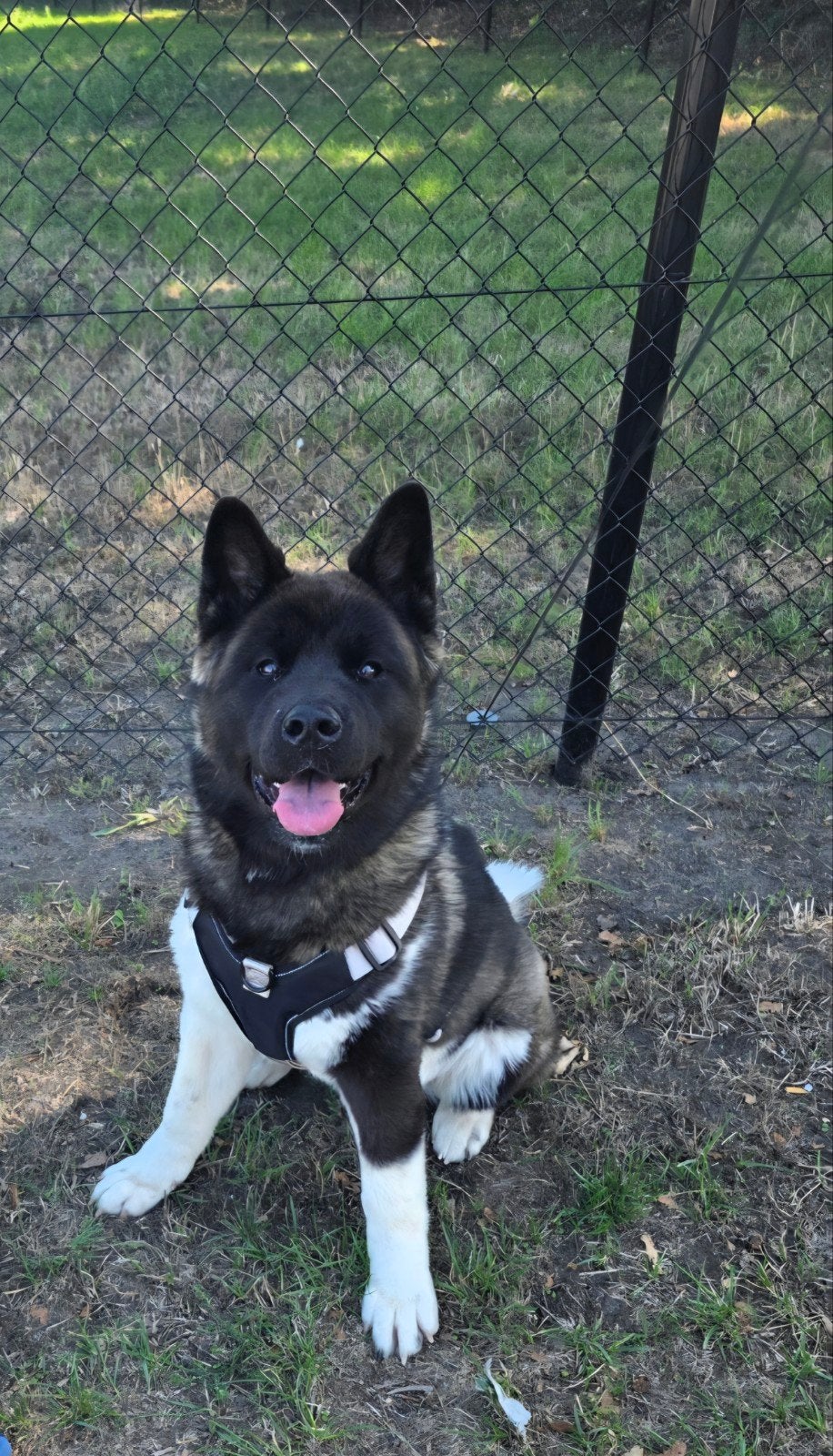 Mooie Amerikaanse Akita pup 7,5 maand, België, Particulier, 15 weken tot 1 jaar, Overige rassen