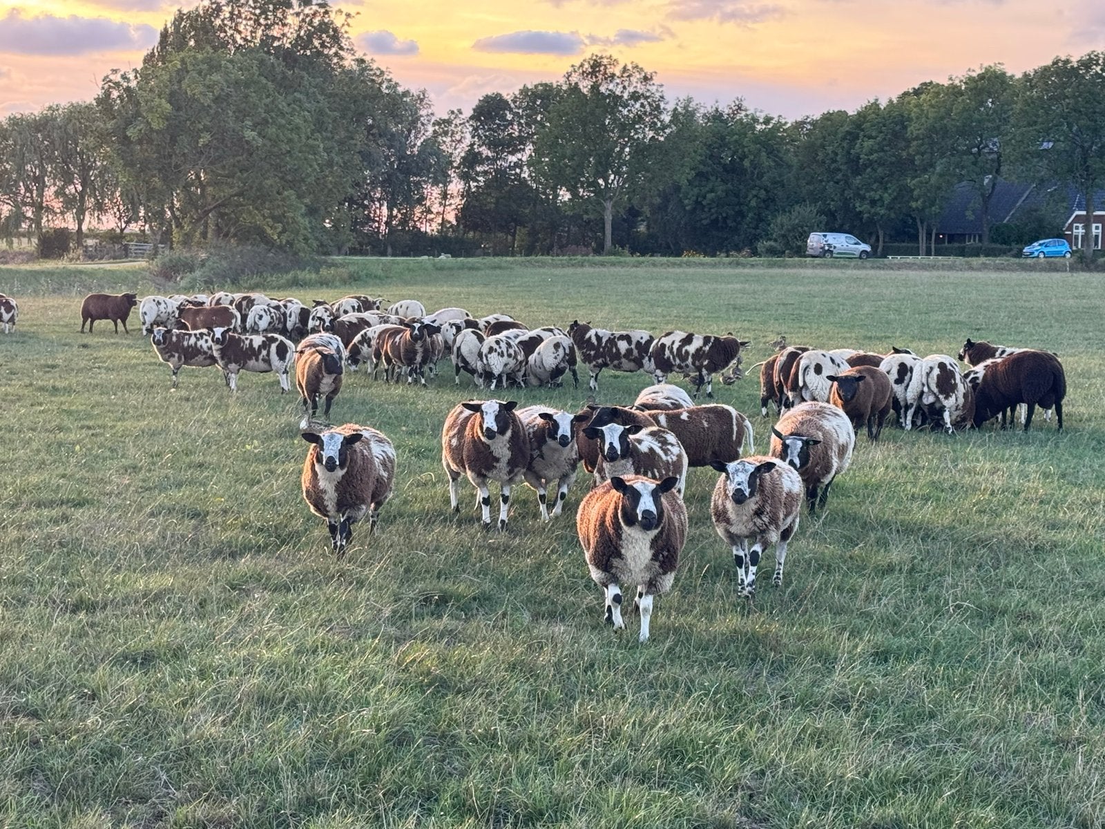 Mooie bonte rammen, Dieren en Toebehoren, Schapen, Geiten en Varkens, Mannelijk, 0 tot 2 jaar