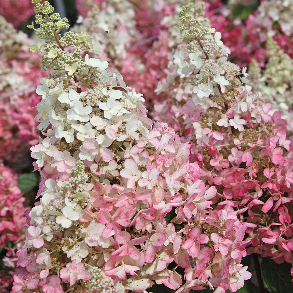 Hortensia Pinky winky, Vaste plant, Halfschaduw, Zomer, Ophalen