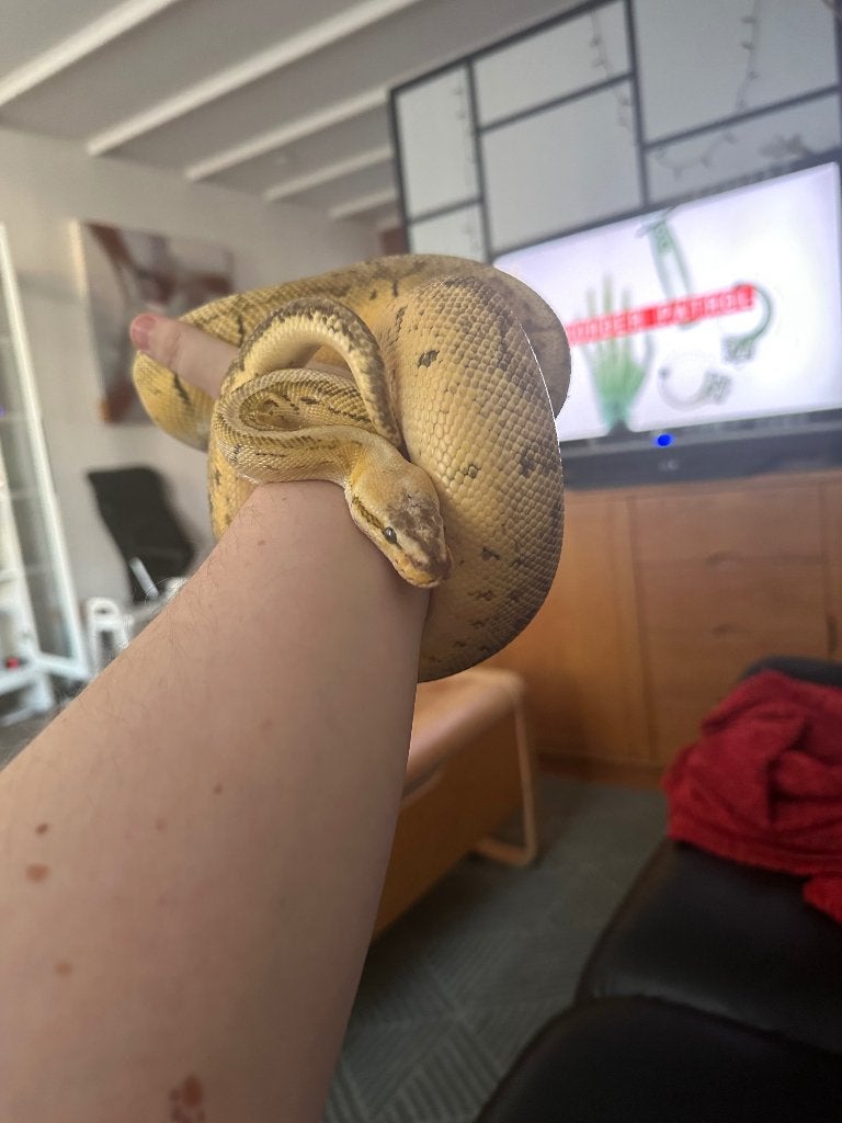 2.1 koningspythons te koop Ball Python photo 2