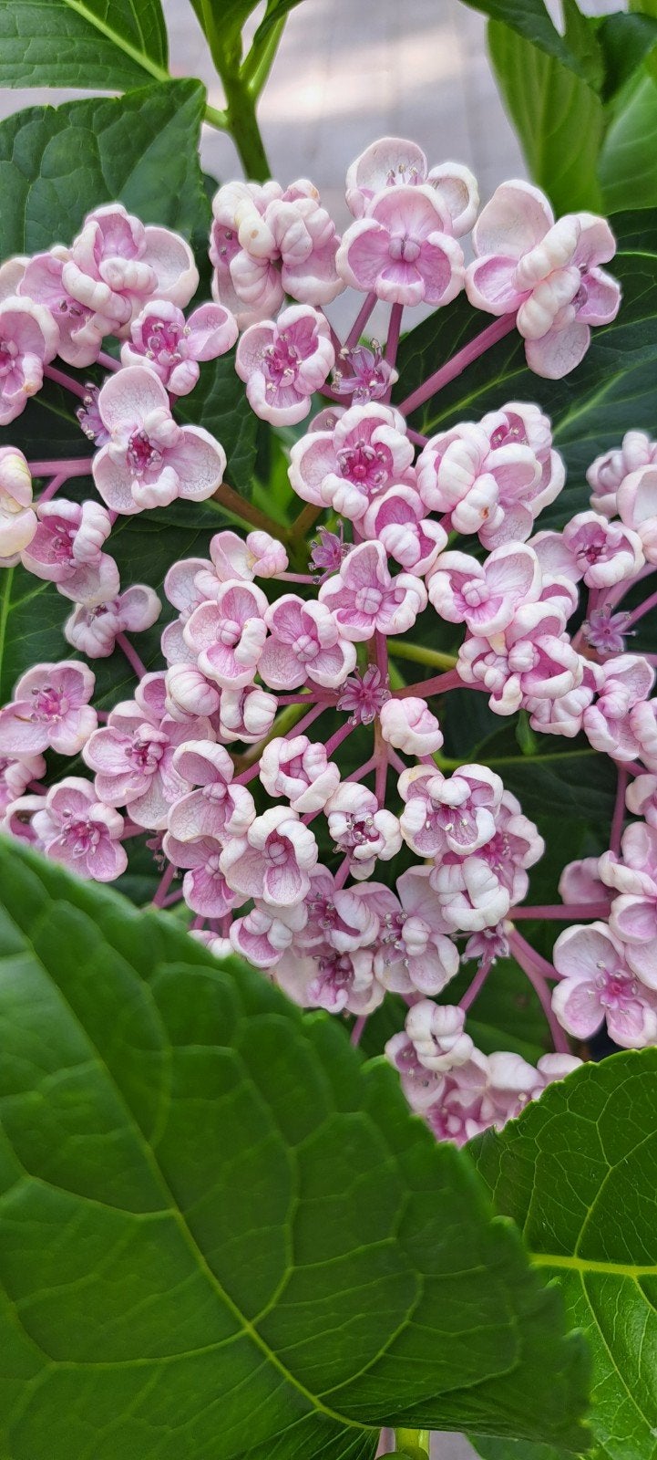 Sering hortensia's - Diverse kleuren en soorten, Tuin en Terras, Vaste plant, Halfschaduw, Zomer, Ophalen