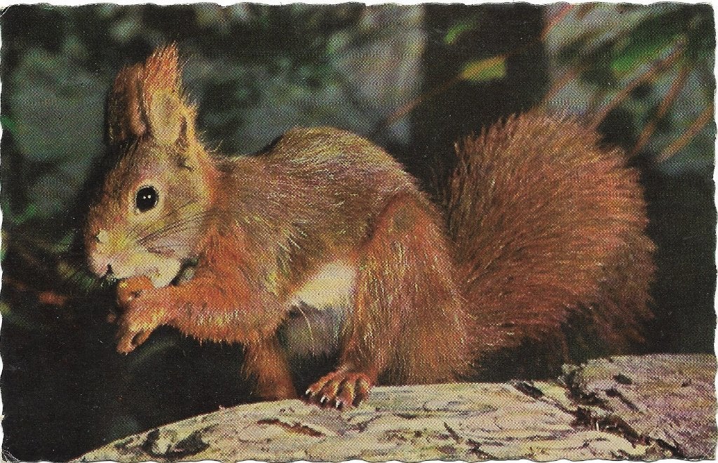 Ansichtkaart  	Bosschenhoofd	De Wildert Rekreatieoord, Verzenden, 1960 tot 1980, Gelopen, Noord-Brabant
