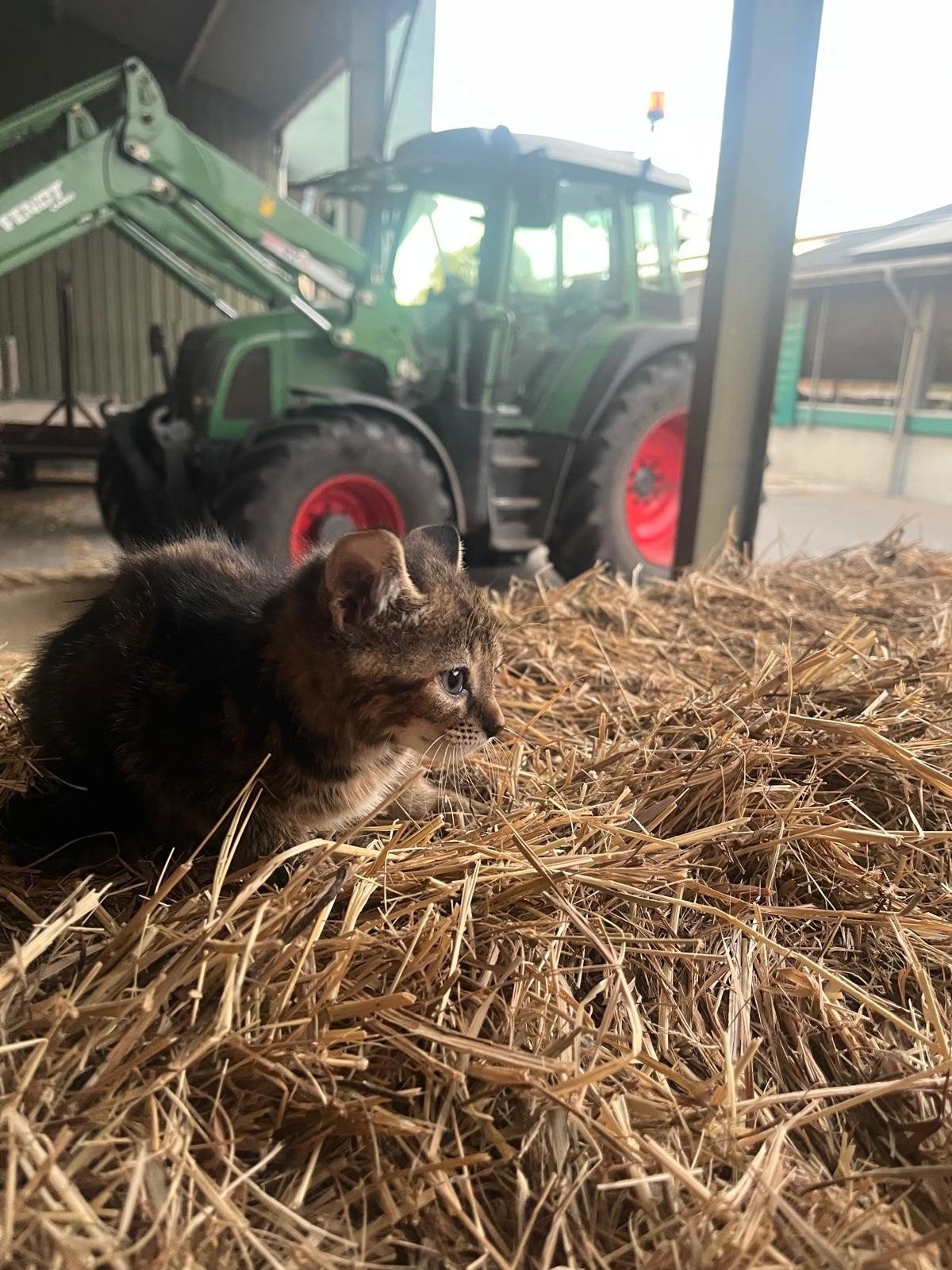 lieve boerderijkittens, Meerdere dieren, Kortharig