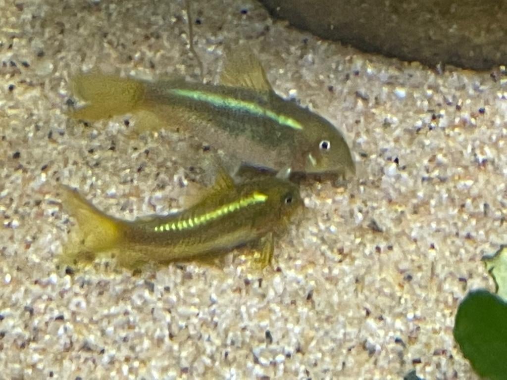 Osteogaster (corydoras) CW009 Green Laser, Vis, Zoetwatervis