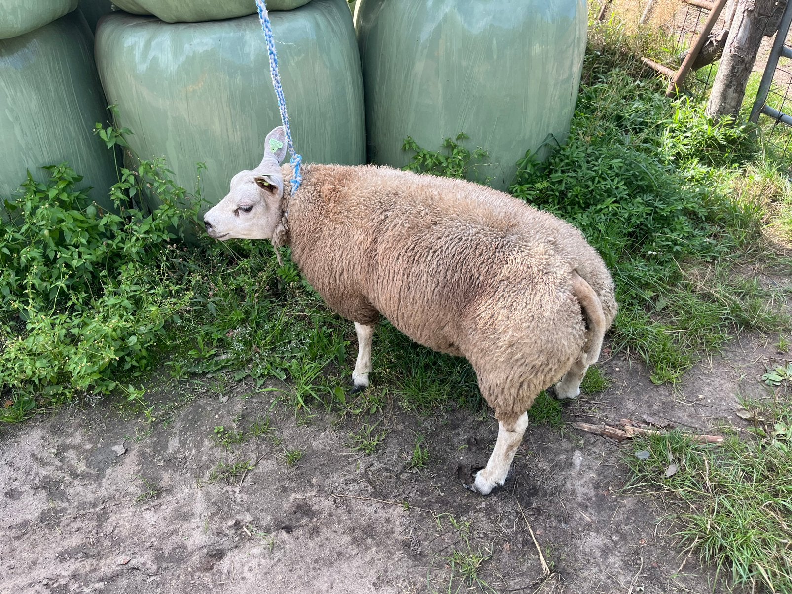 Lux vol bloed texelaar ram, Dieren en Toebehoren, Schapen, Geiten en Varkens, Mannelijk, Schaap
