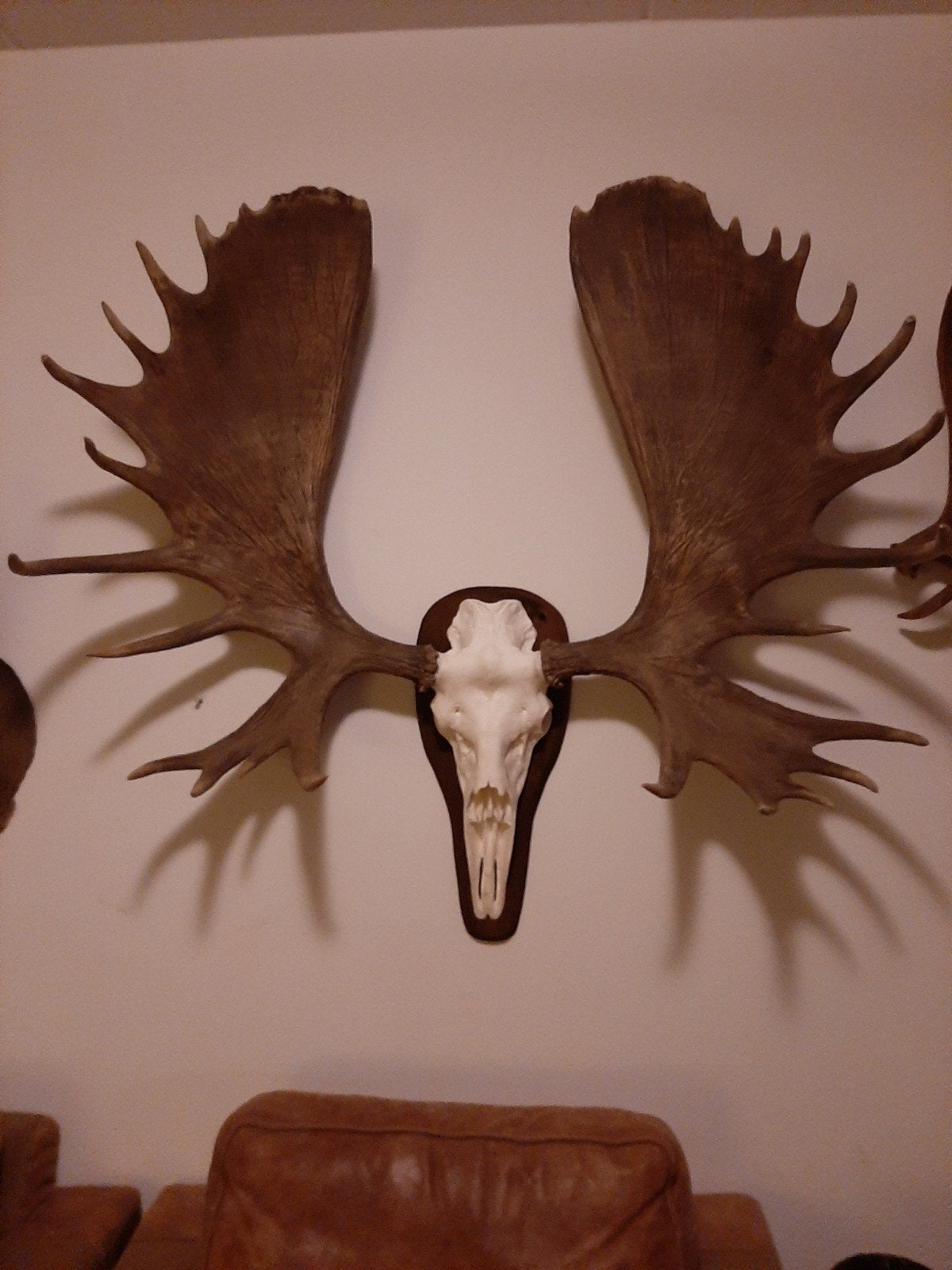 Zeer Kapitaal Alaska Eland Gewei - Unieke Jacht Trofee, Ophalen, Zo goed als nieuw, Wild dier, Gewei of Kop