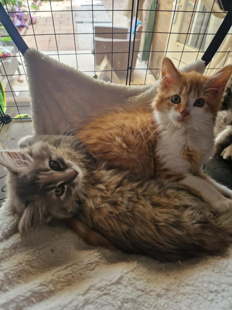 Te koop  3 fantastische Maine Coon kittens 😻💞, Meerdere dieren, Ontwormd, 0 tot 2 jaar