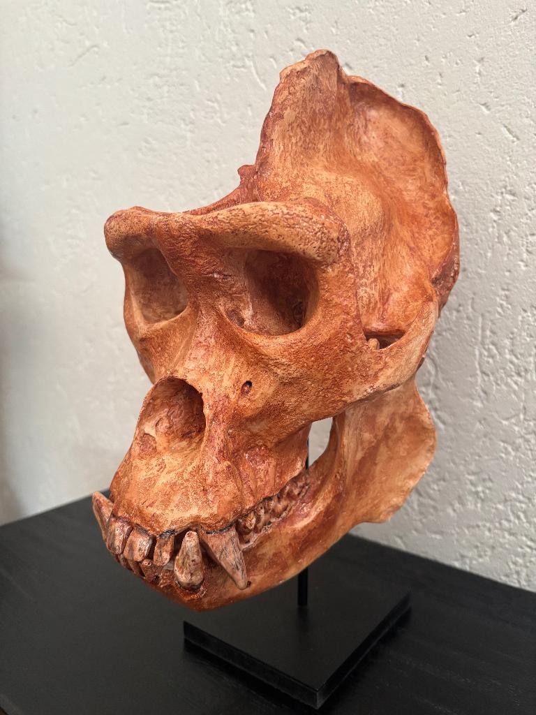 XXL RePLiCa SCHeDeL GoRiLLa KaDo NaTuuR Mooi SToeR TaXiDeRMy, Verzamelen, Ophalen of Verzenden, Nieuw, Wild dier, Schedel