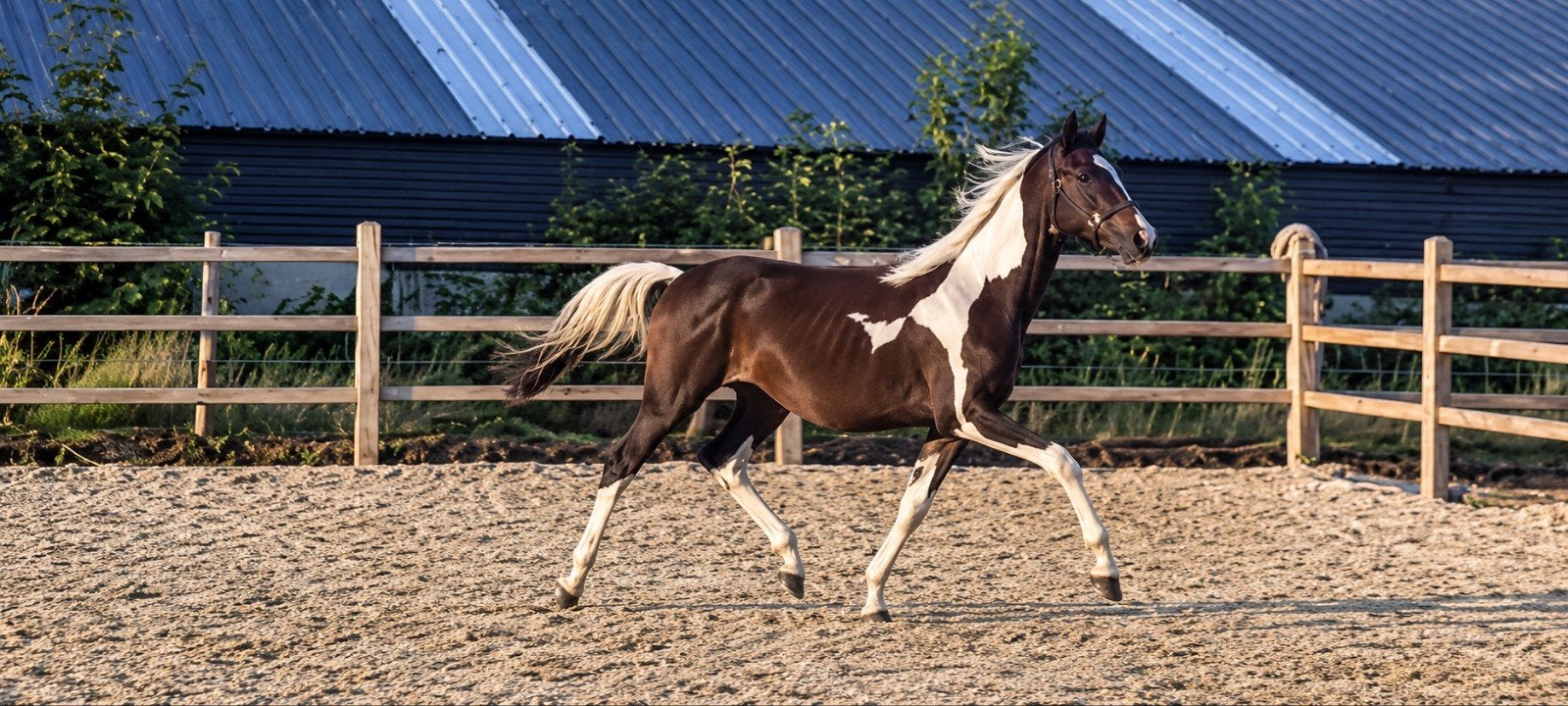 Bonte hengst 1,5 jaar. Zuperhero x For Gribaldi x United., Dieren en Toebehoren, Met stamboom, Dressuurpaard, 0 tot 2 jaar, Hengst