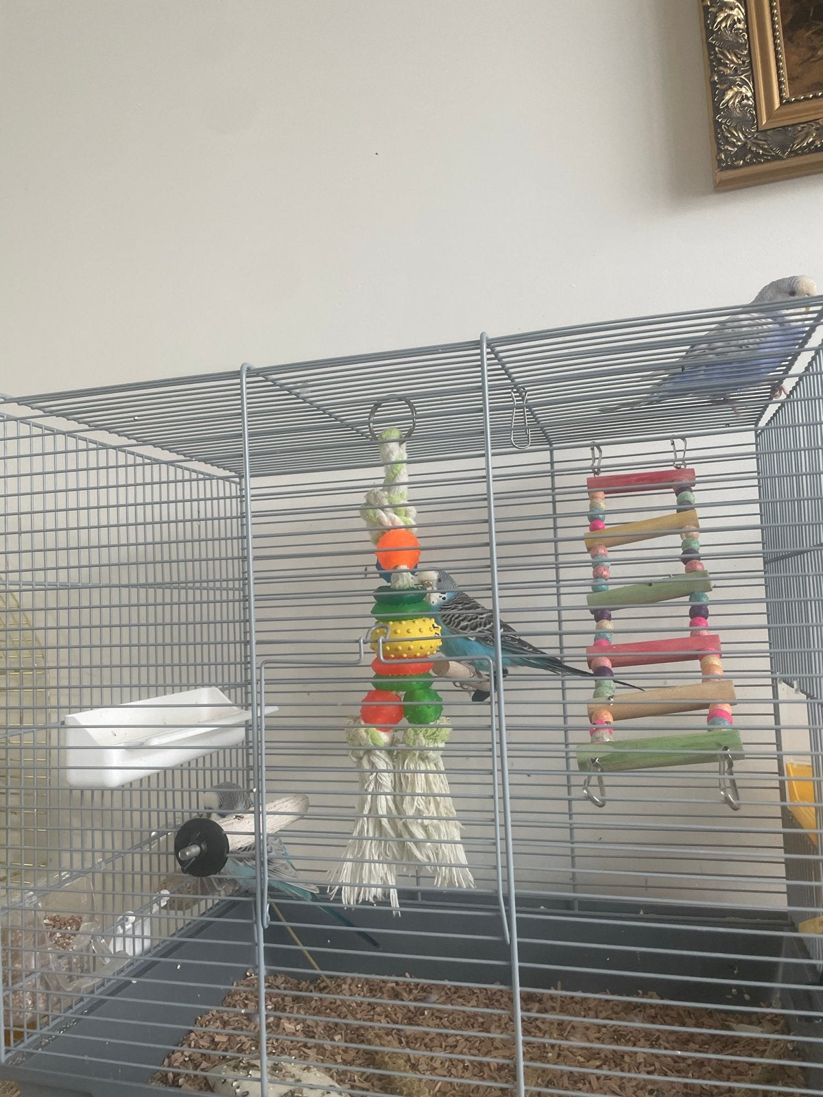 Parkietjes met kooi, Meerdere dieren, Parkiet