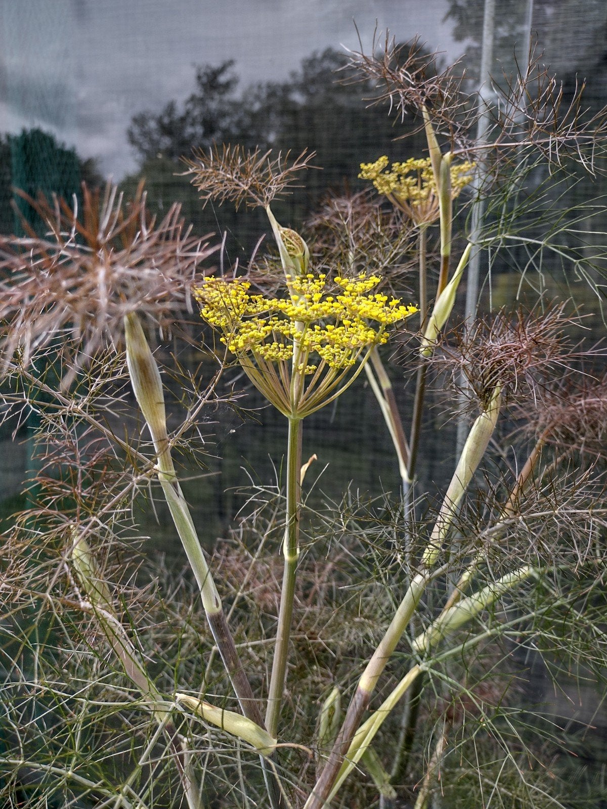 'Zaden Bronze Venkel - Foeniculum vulgare, meerjarig, Verzenden, Volle zon
