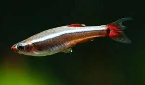 Tanichtys Albonubes - Chinese Danio, Dieren en Toebehoren, Vissen | Aquariumvissen, Vis, Zoetwatervis