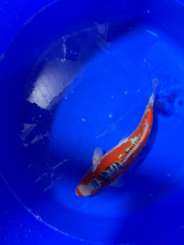 Japanse Koi Hele mooie Nisai Shusui Koi Karper, Dieren en Toebehoren, Vissen | Vijvervissen, Karper of Koi