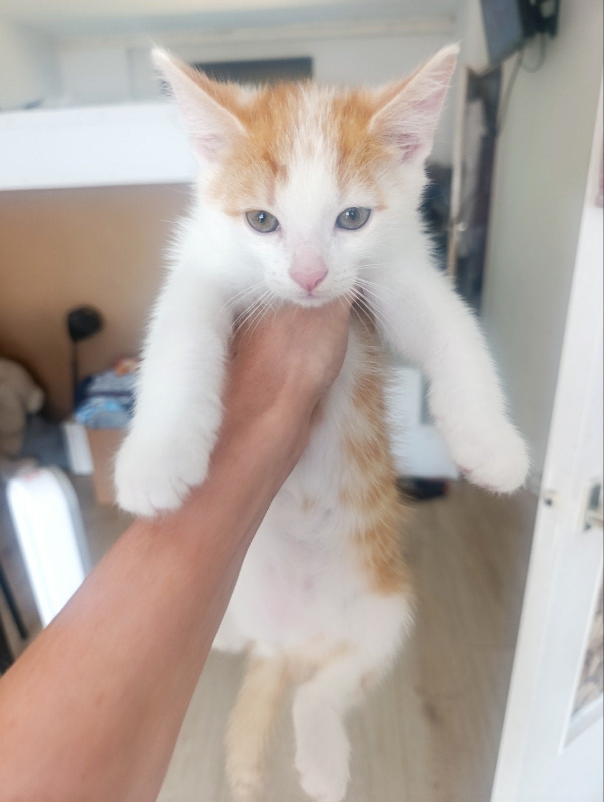 Adoptie, Dieren en Toebehoren, Katten en Kittens | Overige Katten