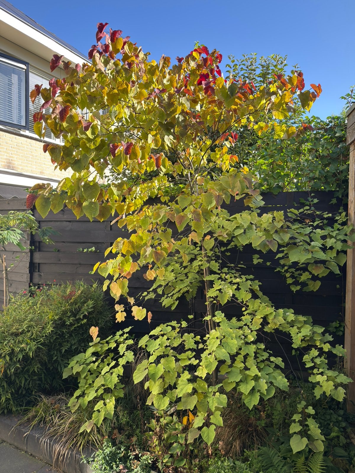 Judasboom, Cercis siliquastrum, Tuin en Terras, Ophalen, Halfschaduw, Overige soorten, 250 tot 400 cm