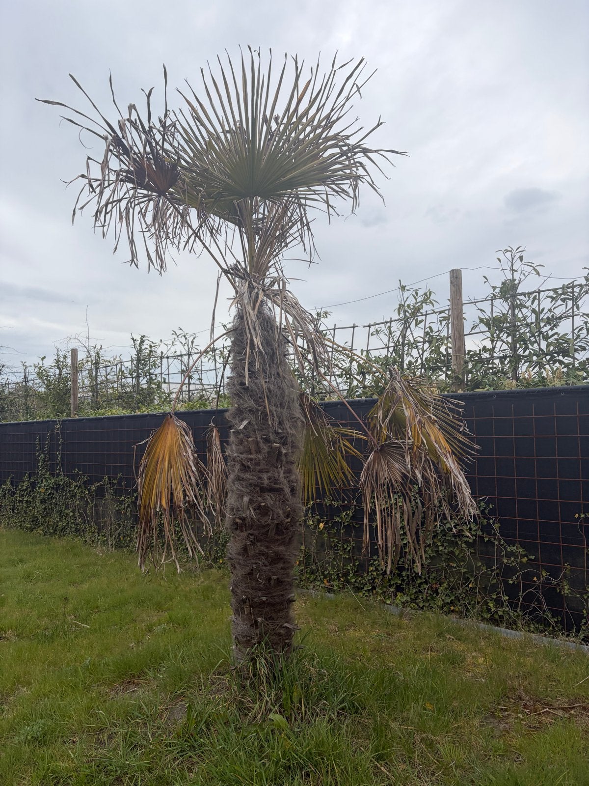 Nog 1 palmboom te koop, Volle zon, Vaste plant, Bloeit niet, Ophalen