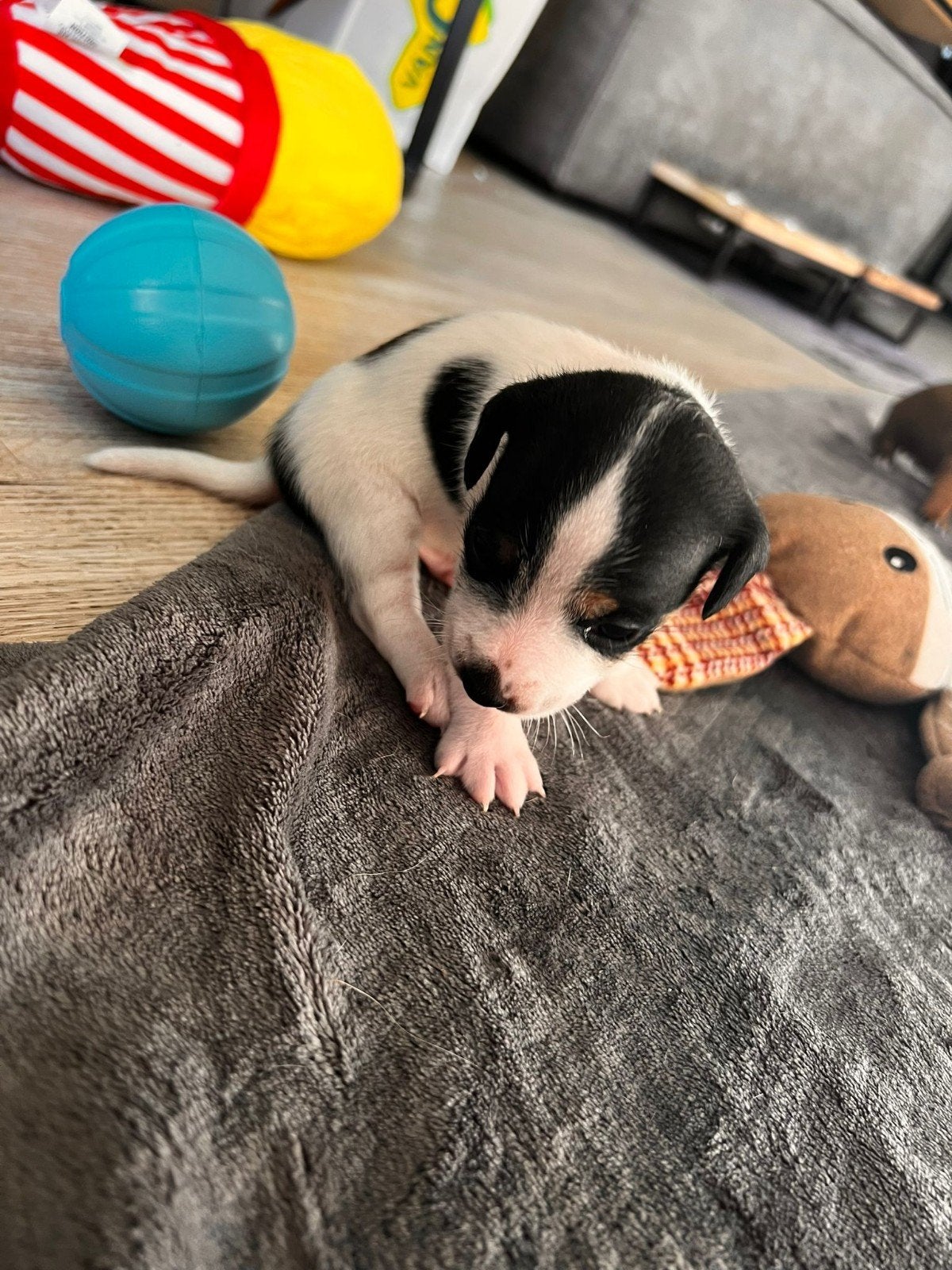 jack russel, Standaard, Reu, 8 tot 15 weken, Korthaar