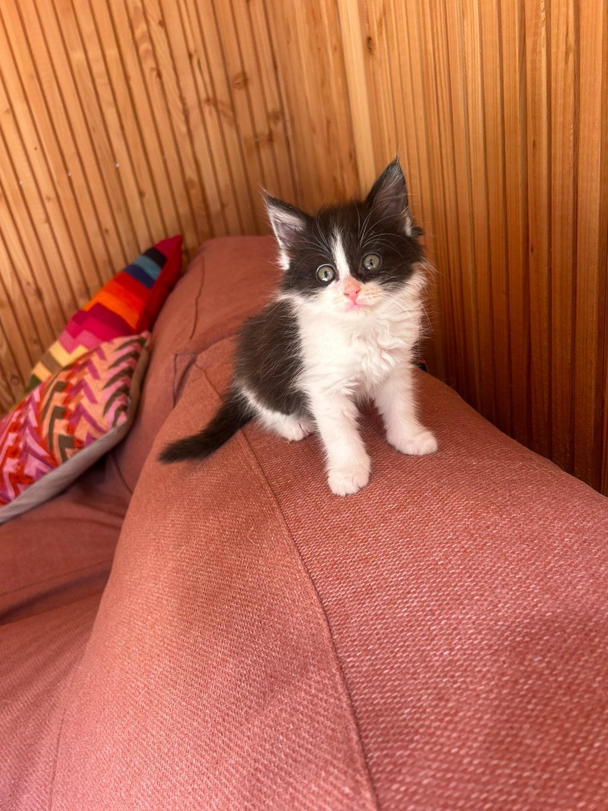 Kitten - vrouwtje langharig, Dieren en Toebehoren, Meerdere dieren