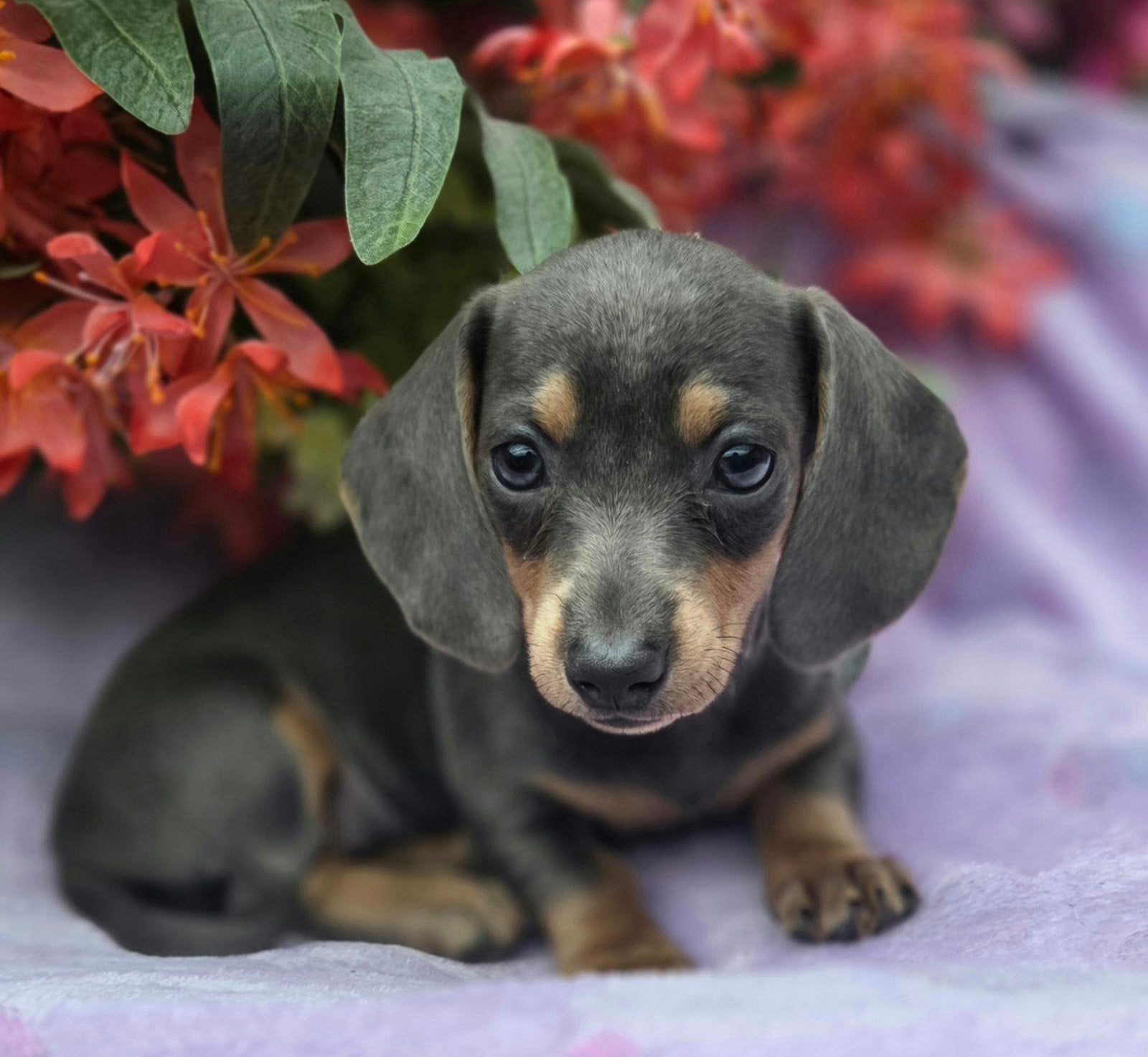 Te koop mooie blue tan Teckel pups (Tekkel), 8 tot 15 weken, Korthaar, Dwerg, Meerdere