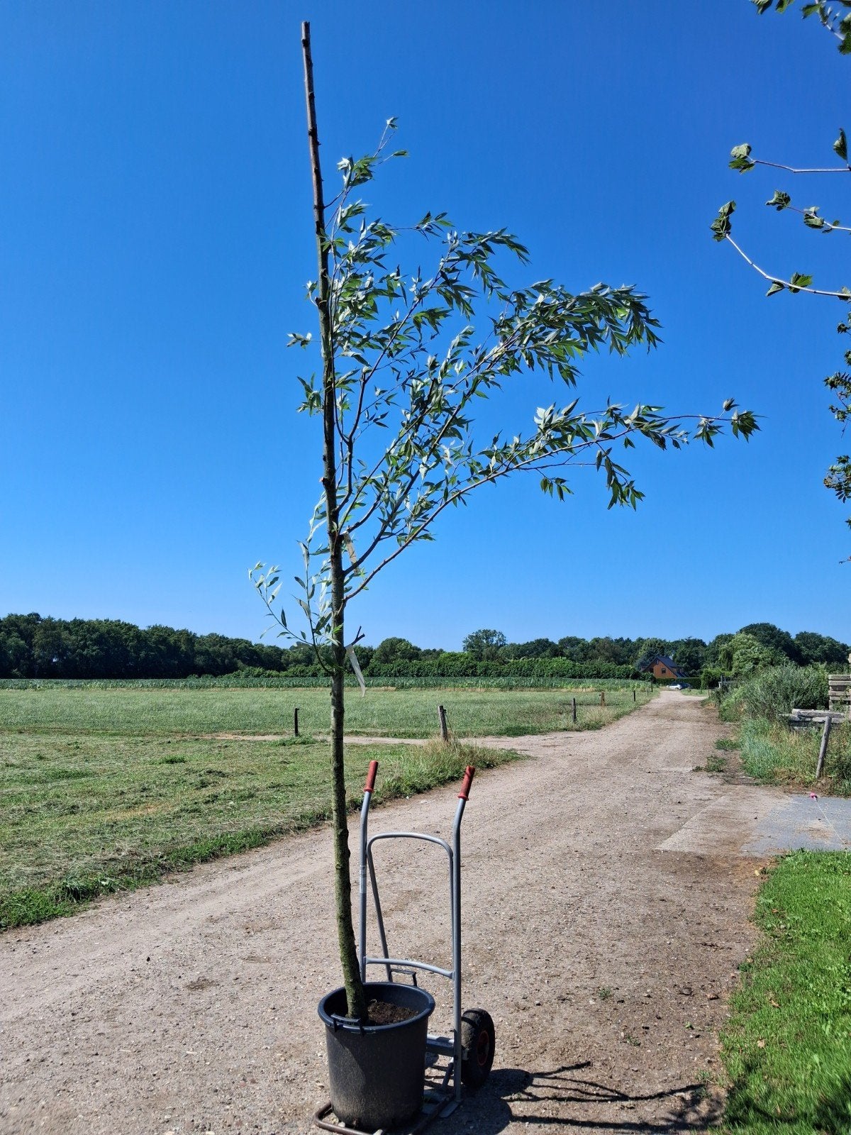 Gewone Wilg (Salix alba) 12-14 cm - In pot, Tuin en Terras, Planten | Bomen, Overige soorten, 250 tot 400 cm, Volle zon, Lente