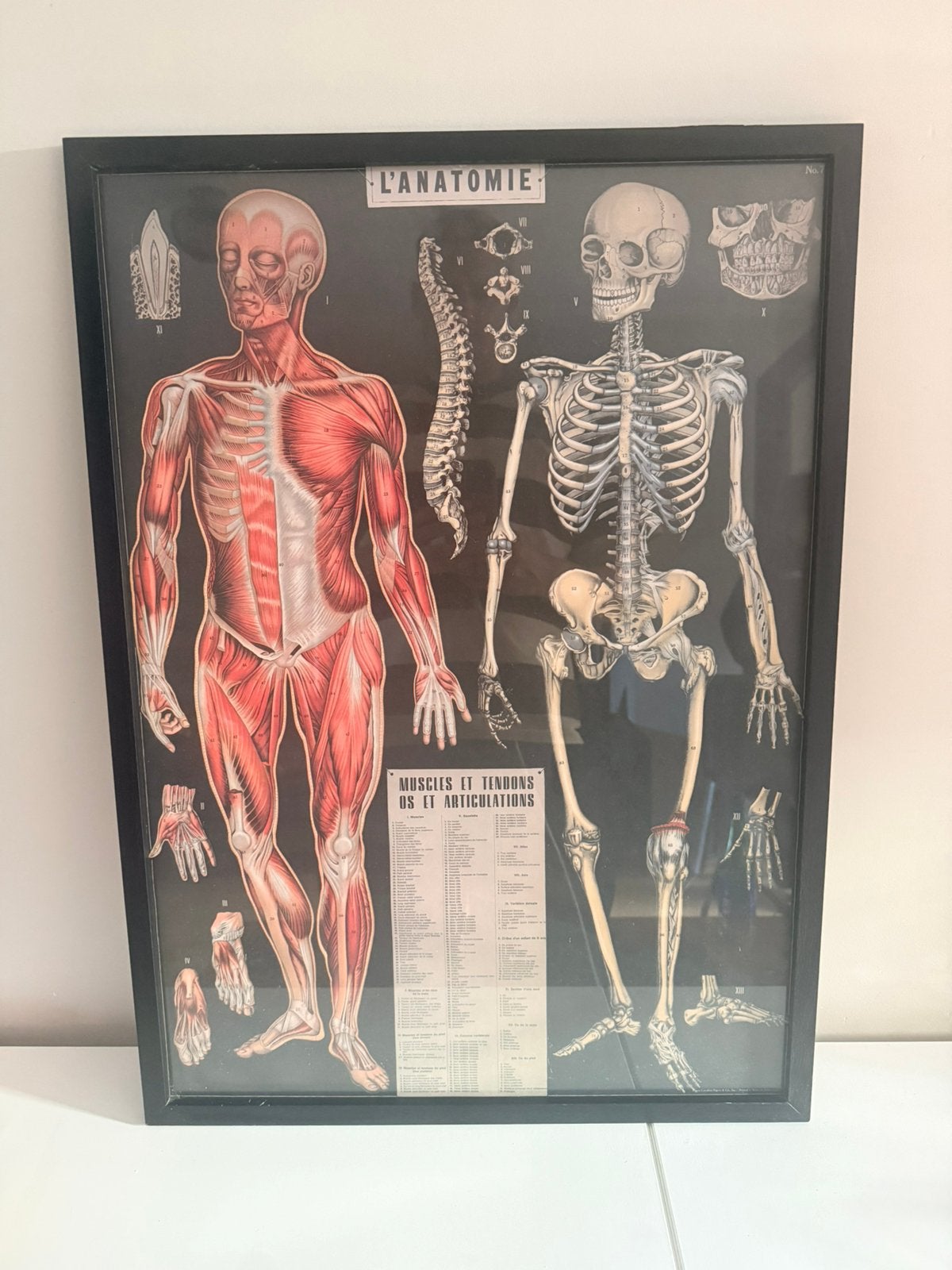 Anatomiachw tekening Body poster, Ophalen, Minder dan 50 cm, Foto of Poster