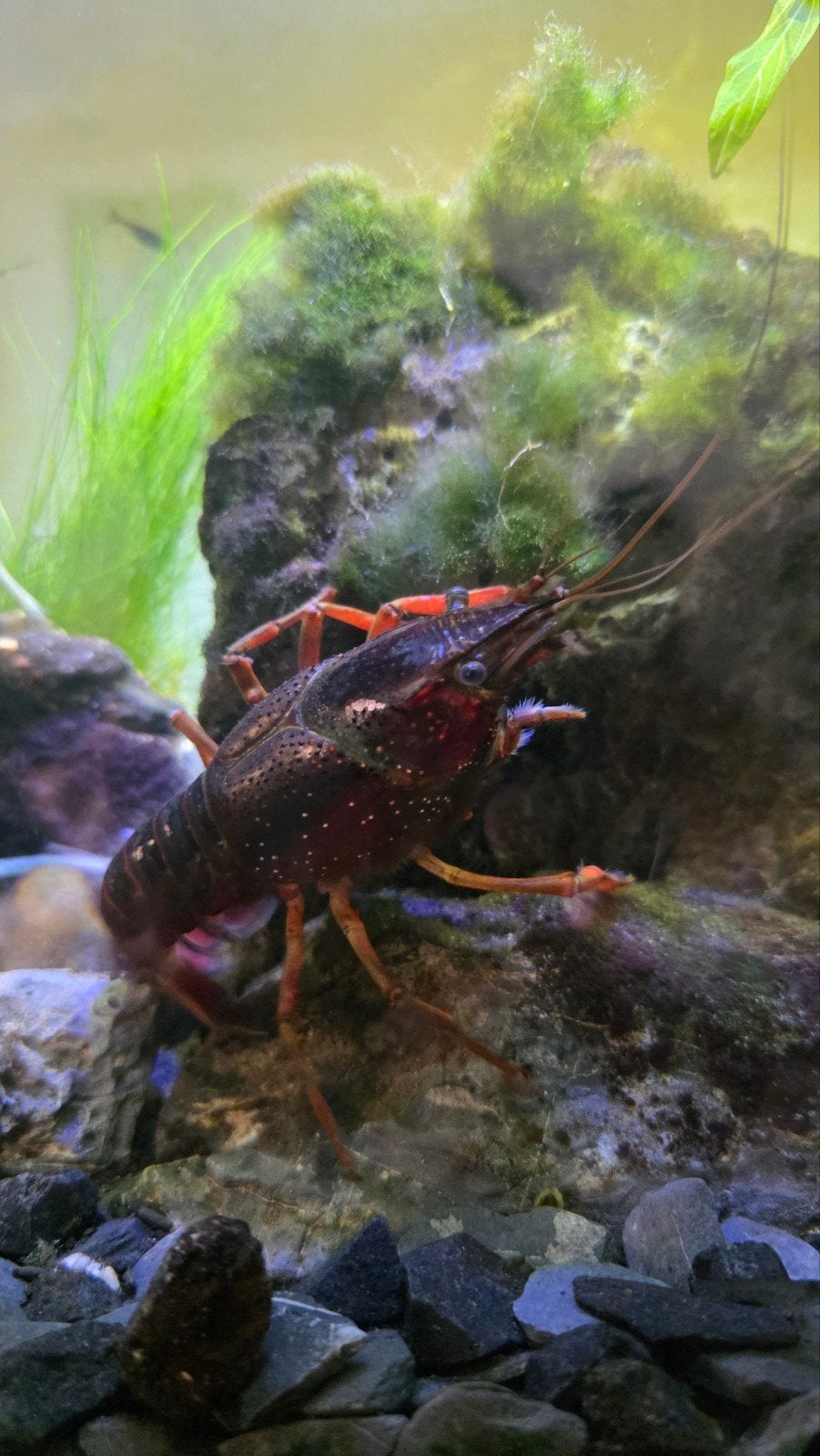 Een kreeft voor jouw aquarium of eten, Dieren en Toebehoren, Vissen | Aquariumvissen, Vis