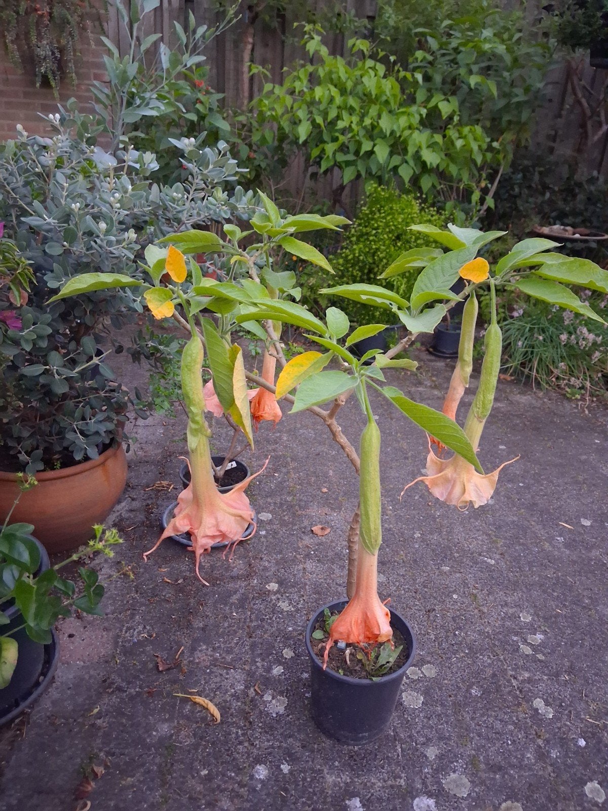 brugmanisia Bergkoningin, Tuin en Terras, Planten | Bomen, Ophalen, Volle zon, Overige soorten, Minder dan 100 cm