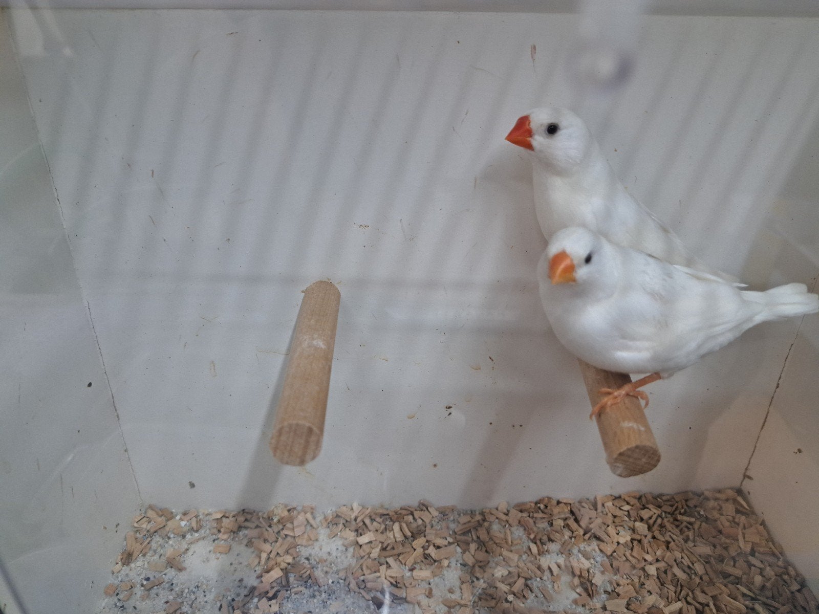 Te koop zebravinken grijs en wit goede kwaliteteit, Dieren en Toebehoren, Vogels | Overige Vogels, Meerdere dieren