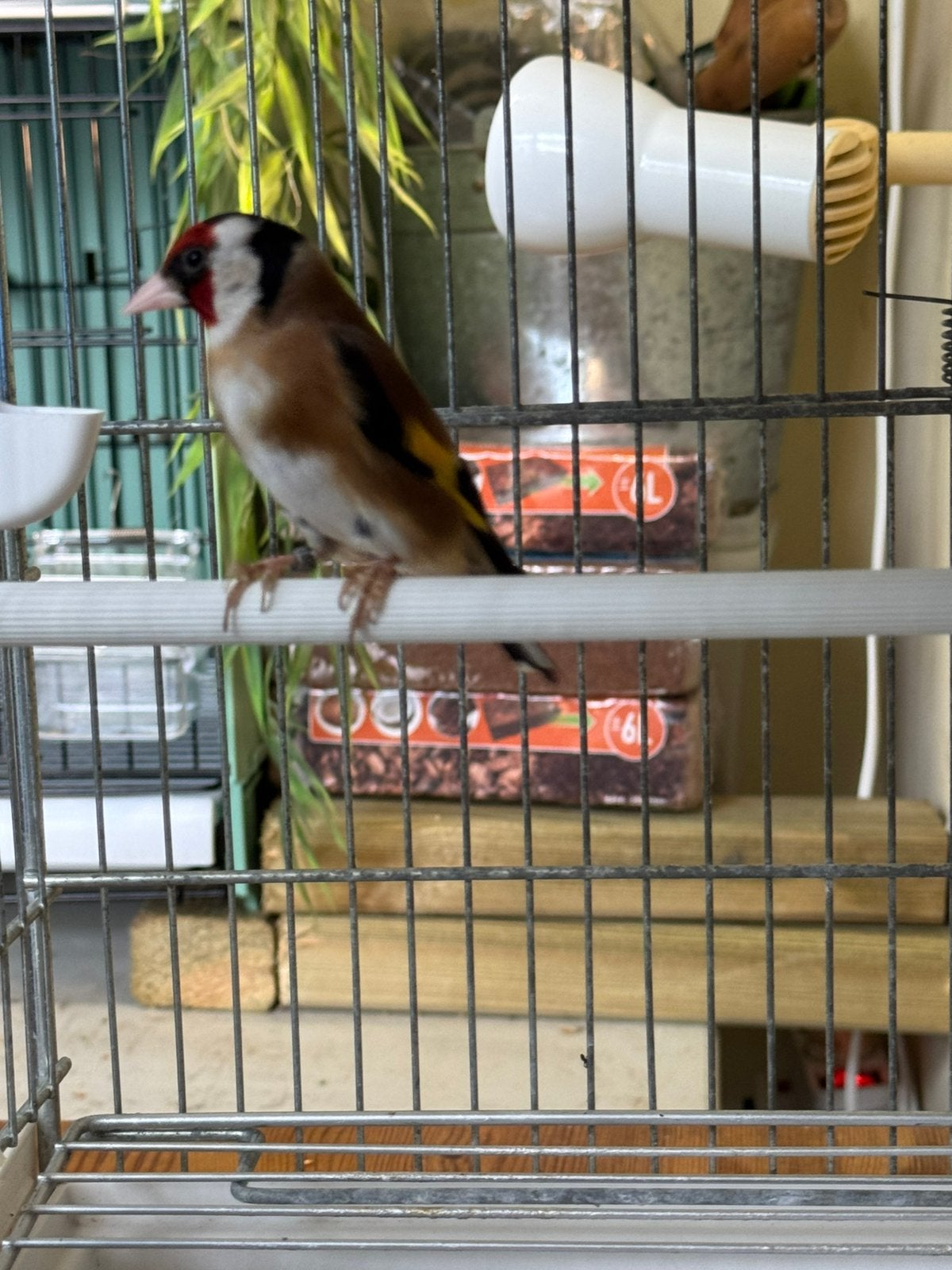 Kleine putter man 2026, Dieren en Toebehoren, Vogels | Overige Vogels, Mannelijk, Wildzangvogel