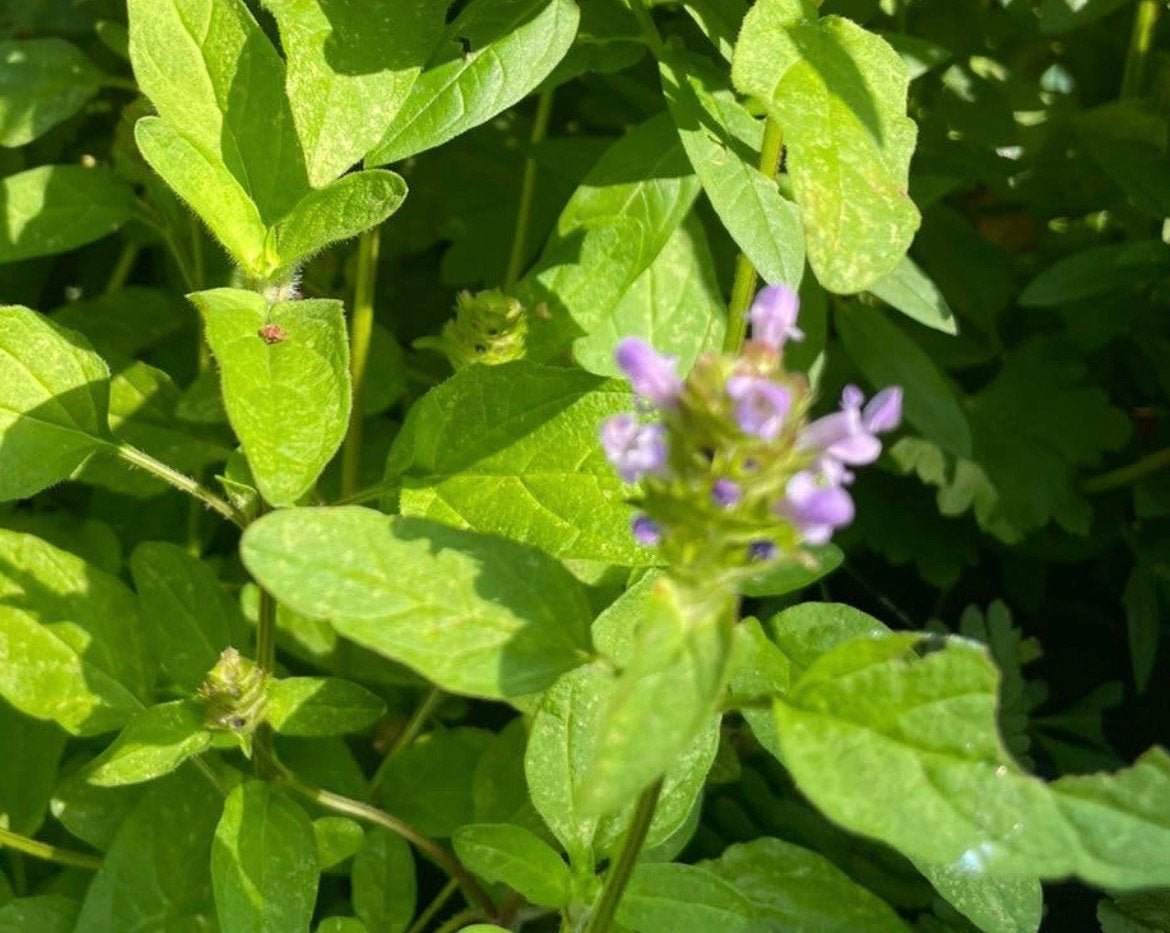 🪻🐝  Prunella vulgaris bijenkorfje brunel biologisch, Ophalen, Bodembedekkers, Volle zon, Vaste plant