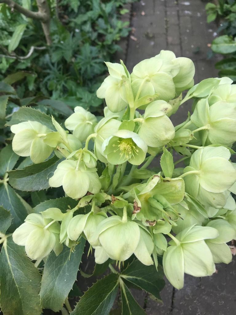 Nieskruid, Helleborus argutifolius (groter blad) vaste plant, Overige soorten, Vaste plant, Ophalen of Verzenden, Halfschaduw