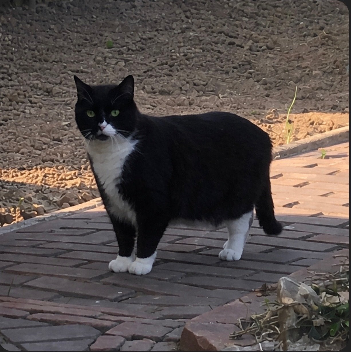 Vermist in slijk Ewijk, Dieren en Toebehoren, Kat