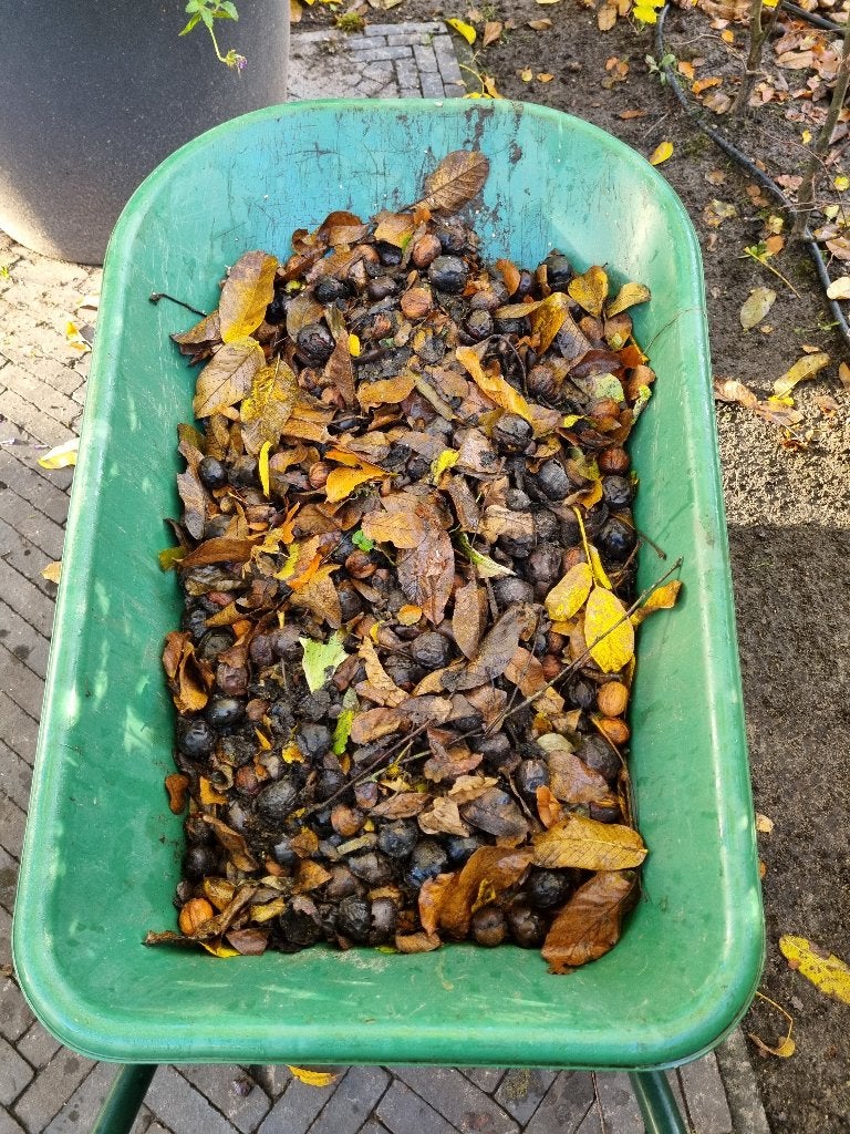 walnoten gratis op te halen, Diversen, Ophalen