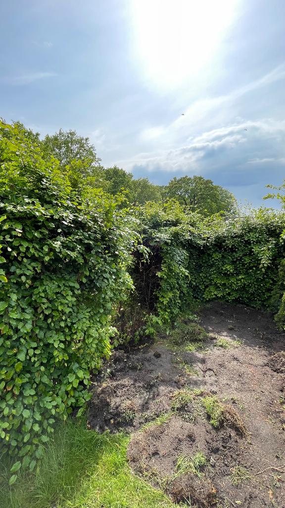 Haagbeuk beuken plant boom, Ophalen, Halfschaduw, Overige soorten, 100 tot 250 cm